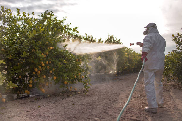 Flea Control Services in West Samoset, FL
