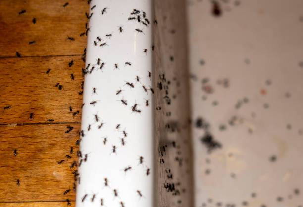 Best Wildlife Control Services  in West Samoset, FL